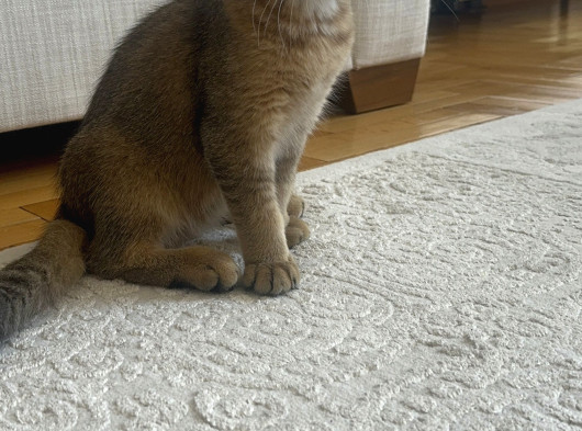 Bebek Golden British Kedi görsel