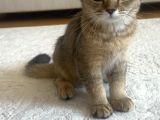 Bebek Golden British Kedi
