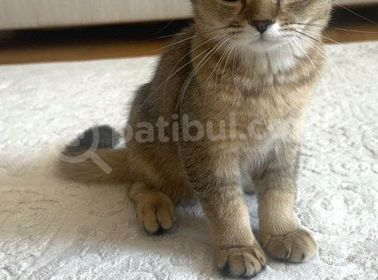 Bebek Golden British Kedi görsel