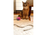 Bebek Golden british Kedi