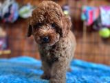 Pofuduk Toy Poodle