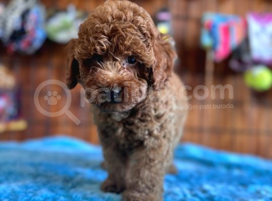Pofuduk Toy Poodle görsel