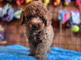 Pofuduk Toy Poodle