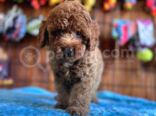 Pofuduk Toy Poodle görsel