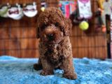 Pofuduk Toy Poodle