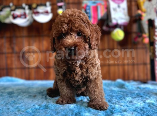 Pofuduk Toy Poodle görsel