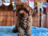Pofuduk Toy Poodle