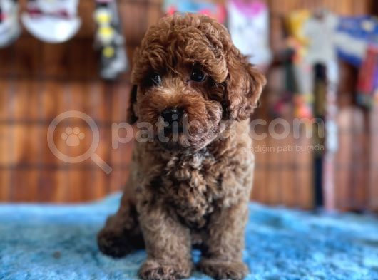Pofuduk Toy Poodle görsel