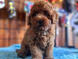 Pofuduk Toy Poodle