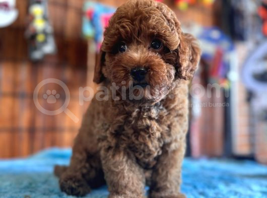 Pofuduk Toy Poodle görsel