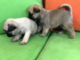 Safkan Pug Yavrular Gaziantep