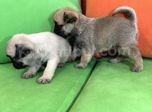 Safkan Pug Yavrular Gaziantep görsel