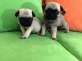 Safkan pug yavrular Gaziantep