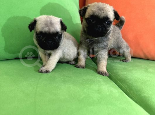 Safkan Pug Yavrular Gaziantep