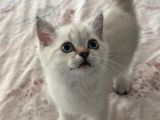 Minik Yavru