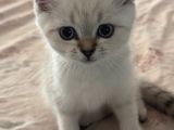 Minik Yavru