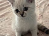Minik Yavru