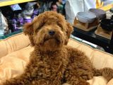 Gerçek Bi̇r Toy Poodle Erkek 6 Aylik