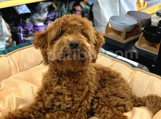 Gerçek Bi̇r Toy Poodle Erkek 6 Aylik görsel