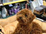 Gerçek Bi̇r Toy Poodle Erkek 6 Aylik