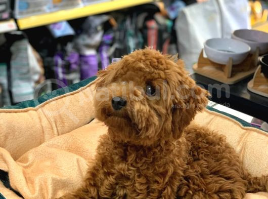Gerçek Bi̇r Toy Poodle Erkek 6 Aylik görsel