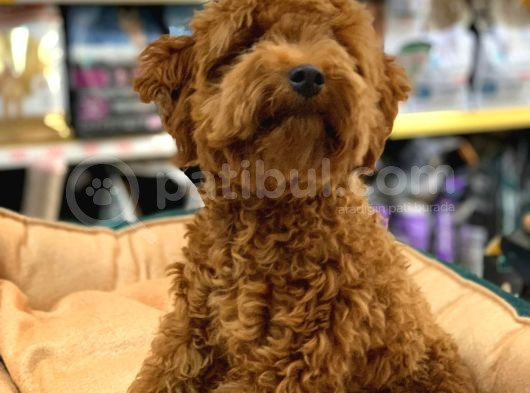 Gerçek Bi̇r Toy Poodle Erkek 6 Aylik