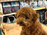 Gerçek Bi̇r Toy Poodle Erkek 6 Aylik