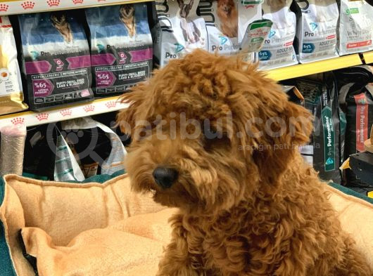 Gerçek Bi̇r Toy Poodle Erkek 6 Aylik görsel