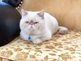 Orjinal Exotic Shorthair Yavru
