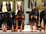ESTETİKLİ HARİKASAL DOBERMANLARIM