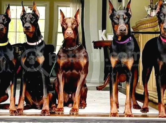 ESTETİKLİ HARİKASAL DOBERMANLARIM