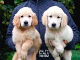 SEVİMLİ ŞAPŞİK GOLDEN