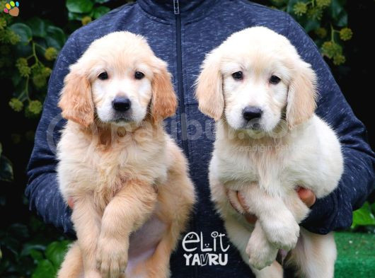 Sevi̇mli̇ Şapşi̇k Golden
