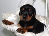 Esteti̇kli̇ Hari̇kasal Dobermanlarim
