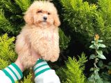 Cep boy toy poodle yavrularım