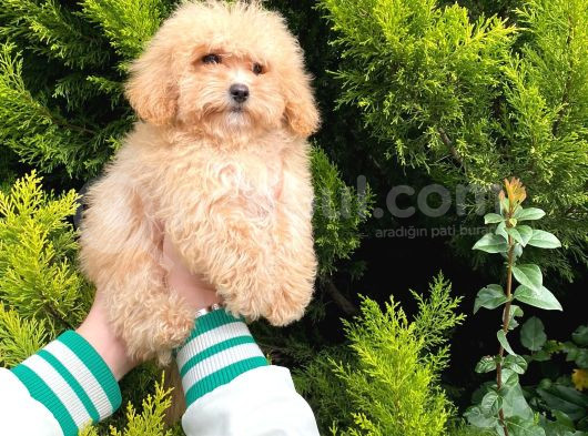 Cep Boy Toy Poodle Yavrularım