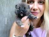 Shiba İnu Yavruları