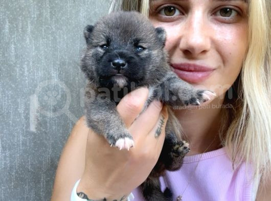 Shiba İnu Yavruları