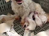 Maltese Yavrular Mini Boy