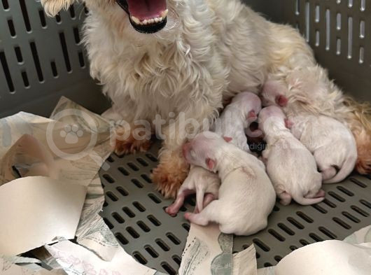 Maltese Yavrular Mini Boy görsel