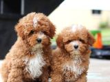Kahve tonlu mini boy puppy sevimli yavrular MALTİPO CİNSİ 