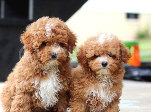 Kahve Tonlu Mini Boy Puppy Sevimli Yavrular Malti̇po Ci̇nsi̇ 