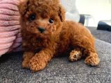 Kore Kan Orjinal Toy Poodle Teacup Ev Neşesi