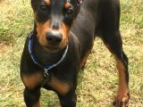 Doberman Heykel Gibi Estetikli Yavrular