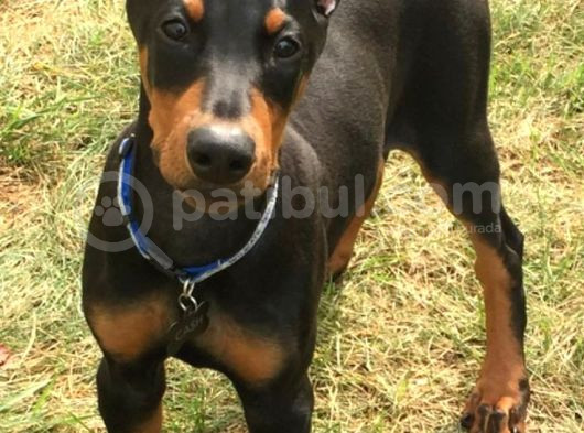 Doberman Heykel Gibi Estetikli Yavrular görsel