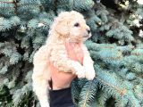 Cep Boy Toy Poodle Yavrularım