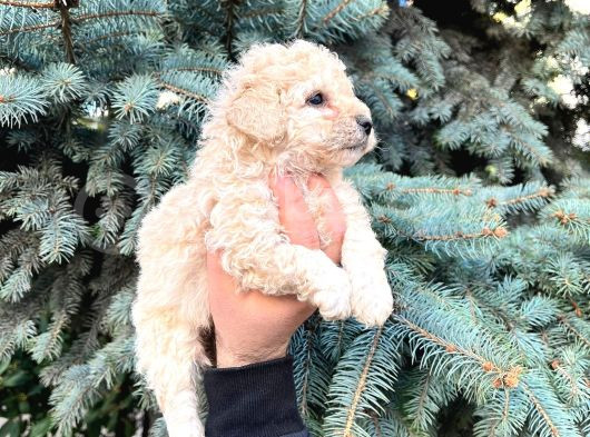 Cep Boy Toy Poodle Yavrularım görsel