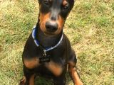 Doberman Heykel Gibi Estetikli Yavrular