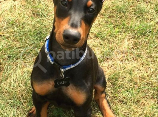 Doberman Heykel Gibi Estetikli Yavrular görsel