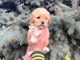 Cep Boy Toy Poodle Yavrularım